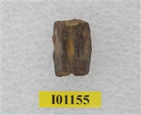 藏品(魚骨)的圖片